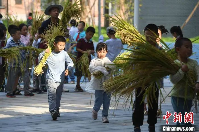 資料圖：小學(xué)生們體驗(yàn)收割水稻。陳超 攝